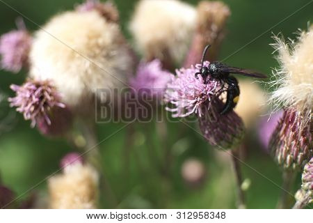 Bee Colecting Polen From A Greater Burdock Arctium Lappa Flower