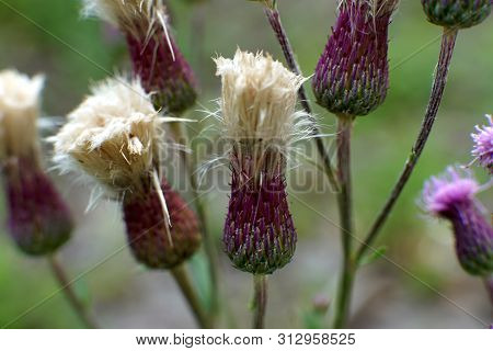 Beautiful Flower Of Purple Thistle. Pink Burdock Flowers