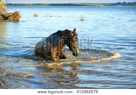 One Horse Is Lying In The Water In A Hot Summer.