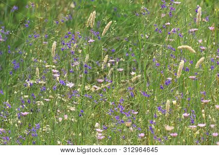 Field Of Summer Violet Larkspur Flowers, Close Up