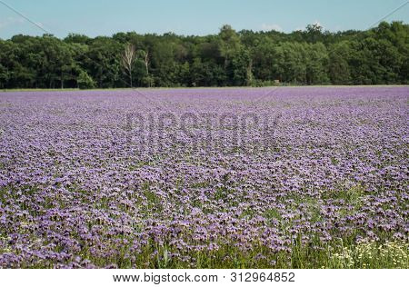 A Field In Summer With Blue-violet Flower, Phacelia