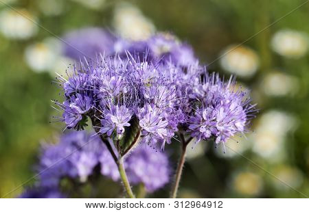 A Close Up Of The Blue-violet Flower, Phacelia