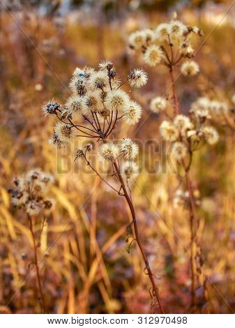 Senecio Macrophyllus Close-up. Autumn Dry Grass Fluffy