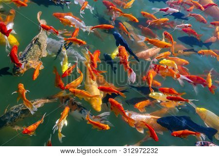 Colorful Koi Carps Close-up In The Black Dragon Pond In Lijiang, China