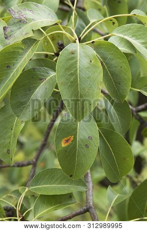 Orange Disease Spots On A Fruit Tree Leaves. Agrocultural Disease Close Up