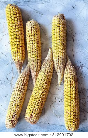 Shucked And Cleaned Sweet Corns On Bright Blue Background. Sweet Corns On Desk.