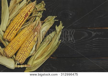 Partially Shucked Sweet Corn With Cob On Black Wood Background. Freshly Picked Raw Corns On Cobs. Ra