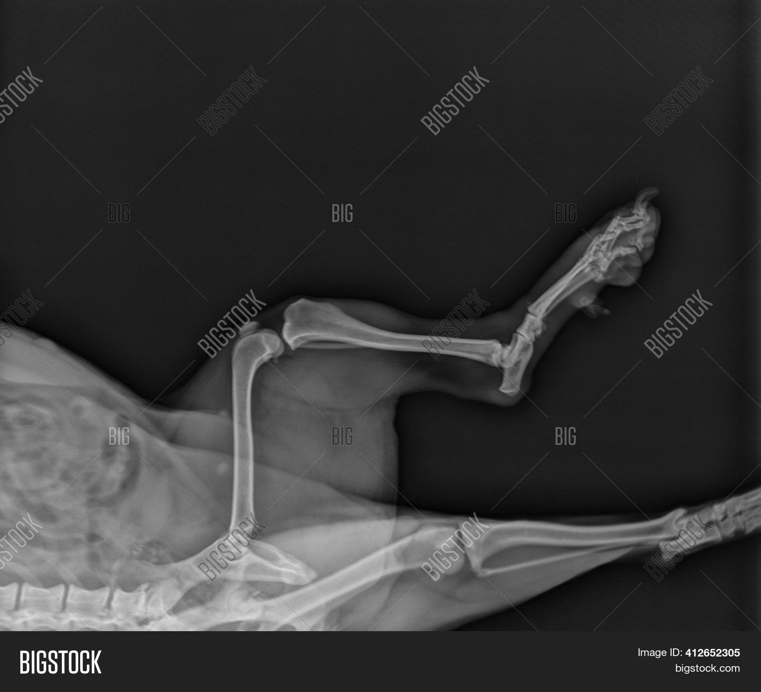 Dog X Ray Radiograph Image & Photo (Free Trial) Bigstock
