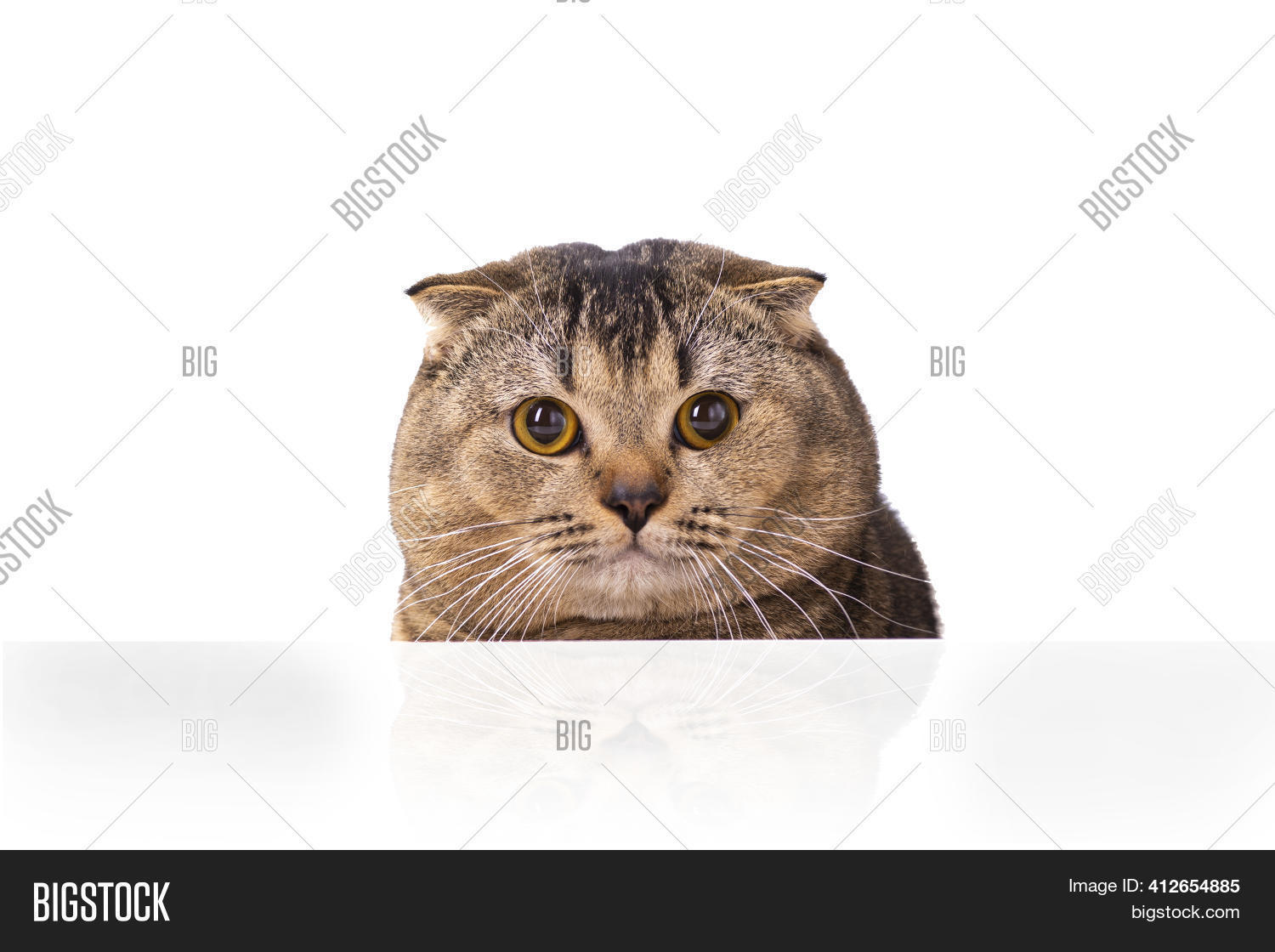 Brown Scottish Fold Image & Photo (Free Trial) | Bigstock