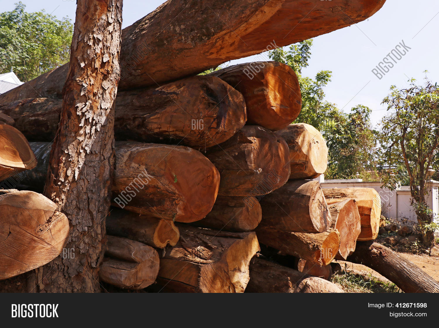 Stacked Rubber Wood Image & Photo (Free Trial) Bigstock