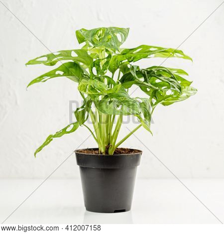 Monstera Adonsonii Monkey Mask Plant In The Nursery Pot Over White Wall, Concept Of Urban Jungle, Gr
