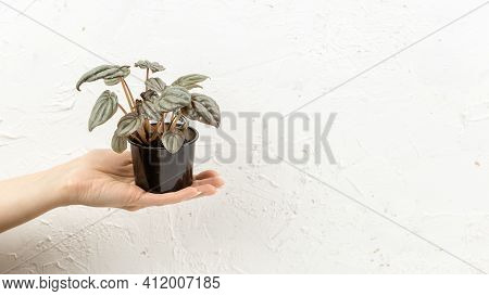 Female Hand Holding Peperomia Silver Frost In The Nursery Pot, Urban Jungle Houseplant, Copy Space F