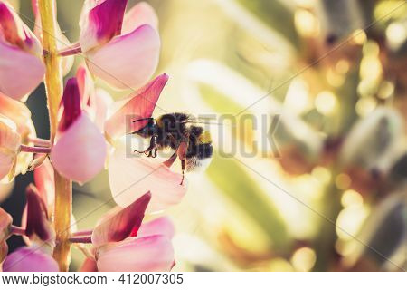 Bumble Bee Pollinating And Collecting Nectar From A Lupin Flower In The Garden At The Sunset. Shallo