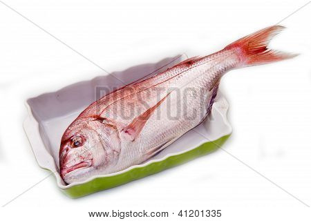 Kanic červený ryby v plech izolovaných na bílém