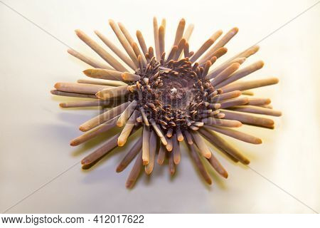 The Shell Of The Sea Urchin Heterocentrotus (latin: Heterocentrotus Trigonarius) With Sharp Needles 