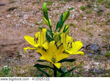 A Patch Of Yellow Lilies Provide A Nice Splash Of Color And Brightness To An Otherwise Drab And Drea