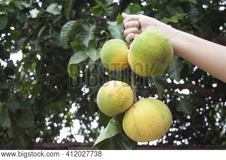 Hand Holding Ripe Santol Or Sentul Fruit (sandoricum Koetjape) On Blur Nature Background.