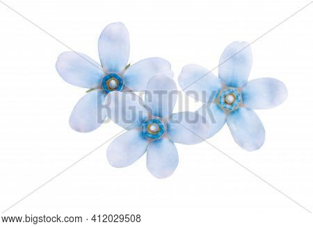 Oxypetalum  Blue Flower Isolated On White Background