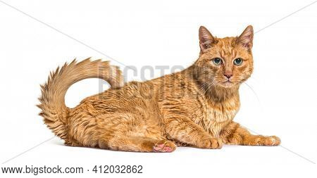 Very old ginger cat with with lentigo on noise and lips