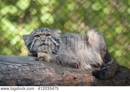 Pallas's Cat (otocolobus Manul). Manul Is Living In The Grasslands And Montane Steppes Of Central As
