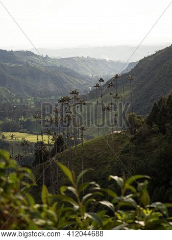 Aerial Outdoor Nature Landscape Panorama Of Tall Wax Palm Trees In Valle Del Cocora Valley In Salent
