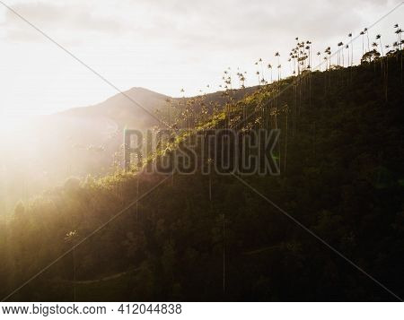Aerial Outdoor Nature Landscape Panorama Of Tall Wax Palm Trees In Valle Del Cocora Valley In Salent