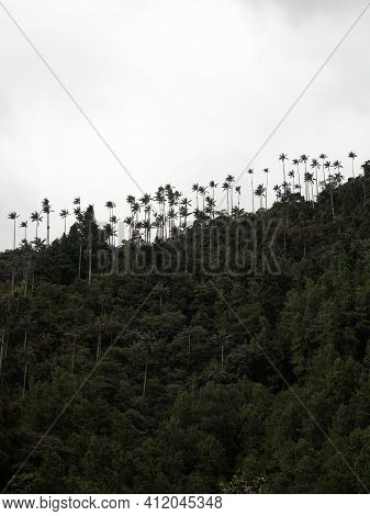 Outdoor Nature Landscape Panorama Of Tall Wax Palm Trees In Valle Del Cocora Valley In Salento Quind