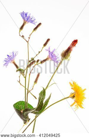 Chicory Flower Cichorium Intybus And Crepis Close Up Isolated On The White Background