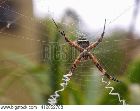 Macro Photography Of A Silver Argiope Spider On Its Web, Captured At A Garden Near The Colonial Town