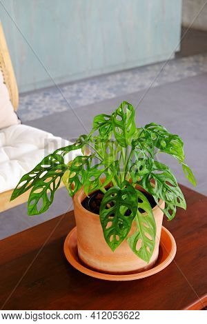 Monstera Obliqua Miq, Or Window Leaf, Planted In The Earthware Flowerpot, Decorative On Wood Table