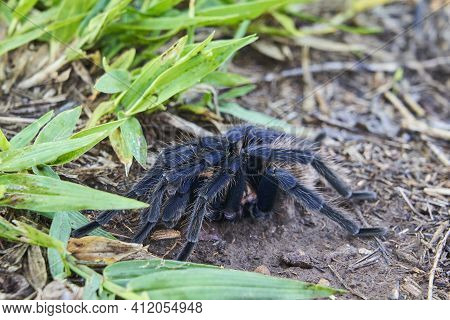 The Colombian Lesserblack Tarantula, Xenesthis Immanis, Is A Large Terrestrial Bird Spider, With Hai