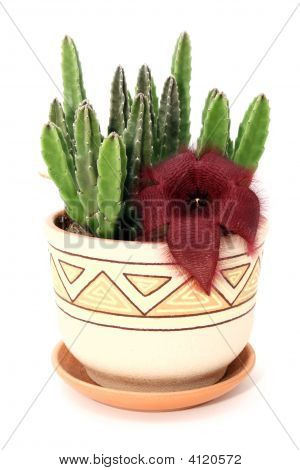 Stapelia