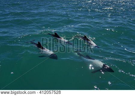 Black And White Commerson Dolphins Swimming In The Turquoise Water Of The Atlantic Ocean At The Coas