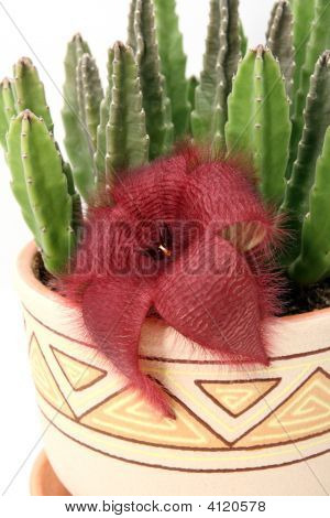 Stapelia