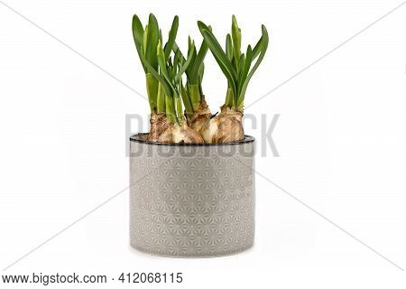 Potted Bulb Spring Flower Narcissus Plant Not Yet In Bloom Isolated On White Background