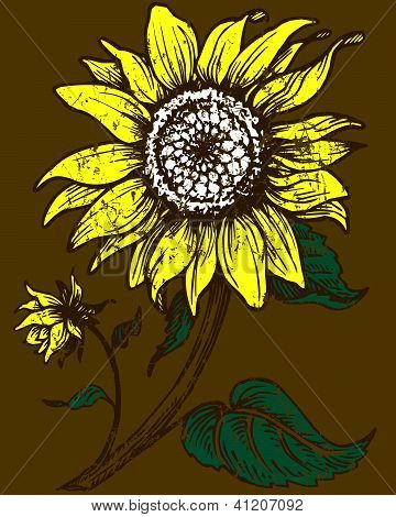 sunflower