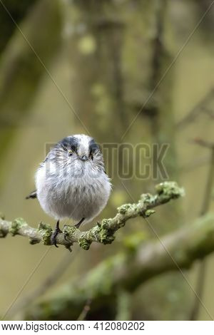 A Long-tailed Tit Sitting On A Branch Of A Tree At The Mönchbruch Pond In A Natural Reserve In Hesse