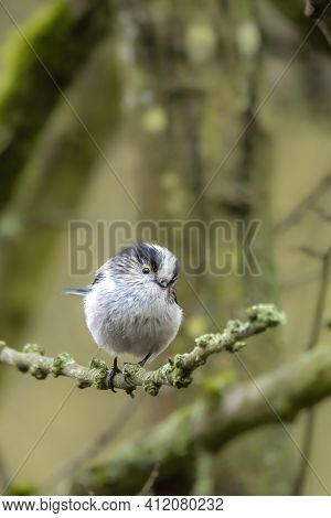 A Long-tailed Tit Sitting On A Branch Of A Tree At The Mönchbruch Pond In A Natural Reserve In Hesse