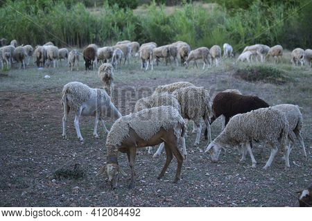 Grazing At Sunset
