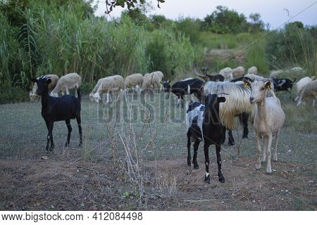 Grazing At Sunset