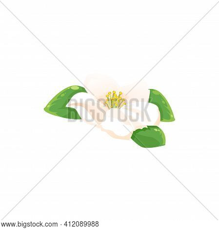 Jasmine Flower Isolated Herbal Tea Drink Ingredient Icon. Vector Fragrant Aromatic Jessamine In Blos