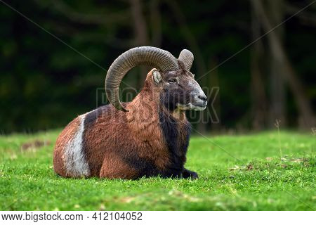 Big European Moufflon In The Nature Habitat