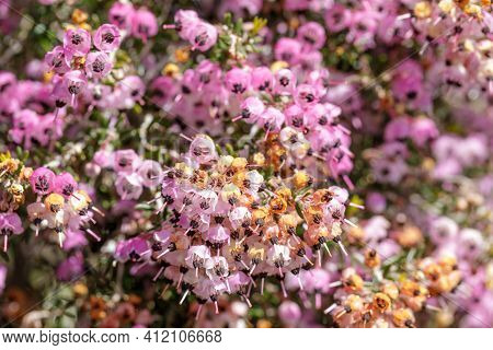 Selective Focus Of Channeled Heath In Bloom. Ucsc Arboretum, Santa Cruz, California, Usa.