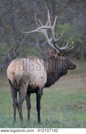 Bull Elk In Field