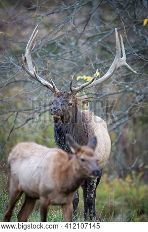 Bull Elk In Field