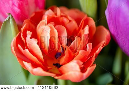 Orange Tulip Cultivar With Many Petals Macro Photography On Green Leaves Background. For Congratulat