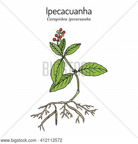 Ipecacuanha Carapichea Ipecacuanha , Medicinal Plant. Vector Illustration