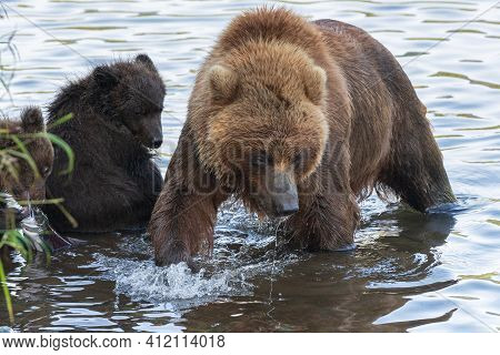 Huge Mother Kamchatka Brown Bear With Two Bear Cubs Fishing Red Salmon Fish During Spawning In River