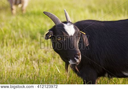 A Black Goat With Yellow Eyes In Denmark