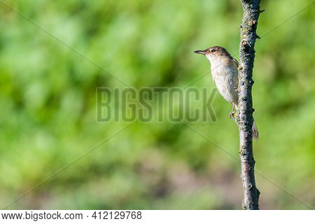 Warbler Or Acrocephalus Bird On A Dry Branch.